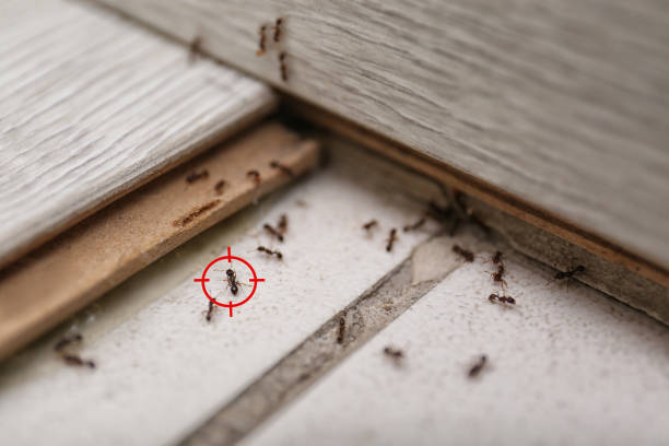 Best Termite Control Services  in Creston, OH