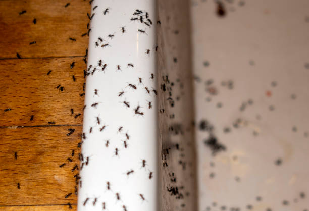 Best Ant Control Services  in Creston, OH